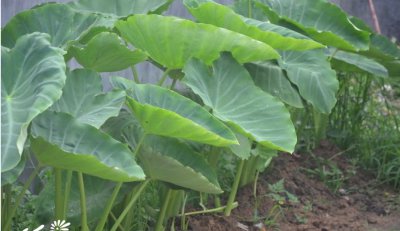花卉芋头介绍 芋头图片欣赏