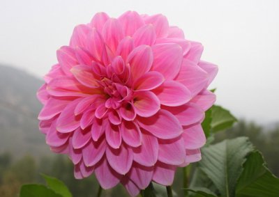 大丽花介绍 大丽花照片图