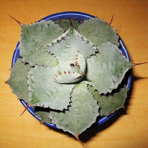 多肉植物雷神介绍 雷神照片图