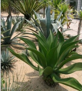 植物劲叶龙舌兰介绍 劲叶龙舌兰照片图