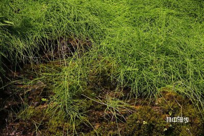 花卉草麻黄介绍 草麻黄图片集