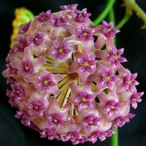 樟叶球兰介绍 樟叶球兰图片大全