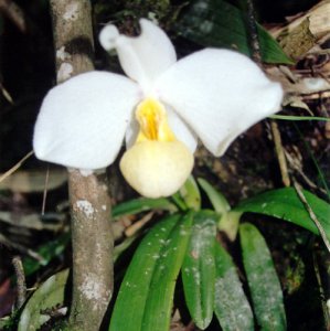 白花兜兰介绍 白花兜兰图片欣赏