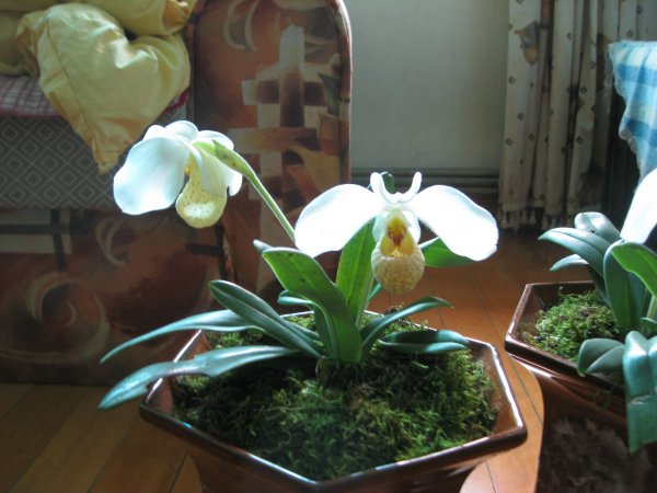 白花兜兰图片三