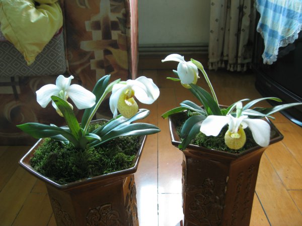 白花兜兰图片四