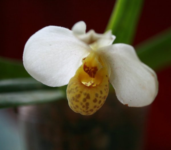 白花兜兰图片七