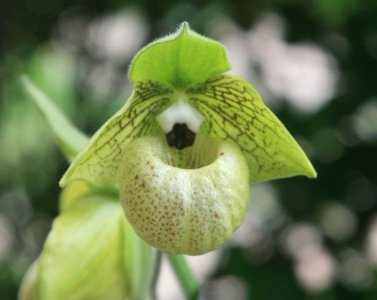 兰科植物麻栗坡兜兰介绍 麻栗坡兜兰图片大全