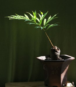 常绿花木德保苏铁介绍 德保苏铁长什么样图