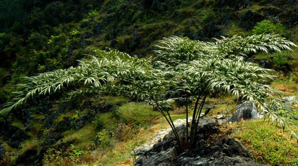 德保苏铁图片二