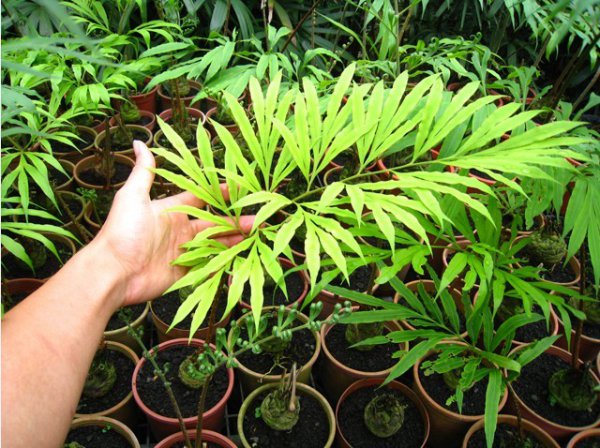 德保苏铁图片四