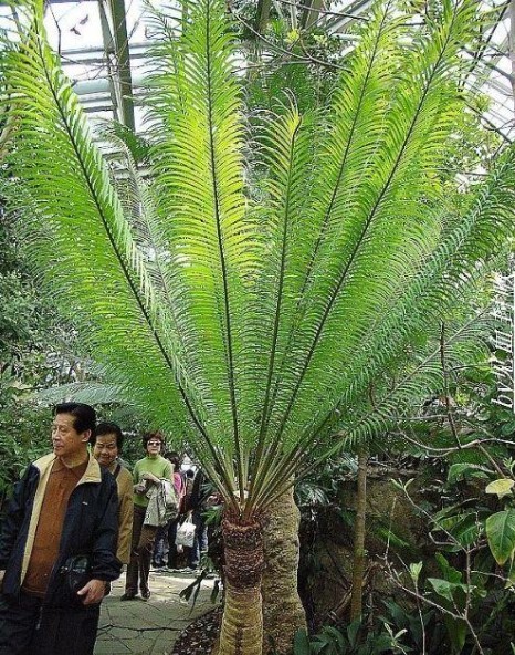 篦齿苏铁图片一