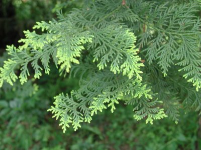 常绿花木日本扁柏简介 日本扁柏图片集