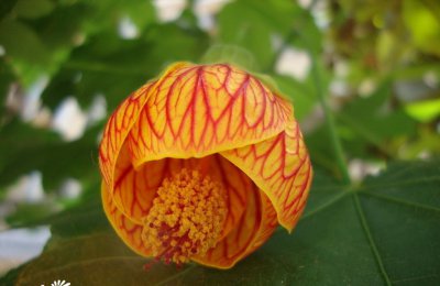 灯笼花介绍 灯笼花图片欣赏