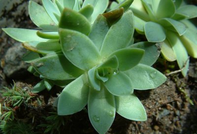 多肉植物钝叶瓦松简介 钝叶瓦松图片集