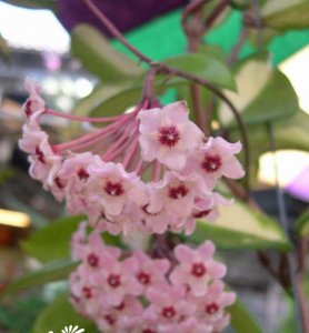 花卉棉德岛球兰介绍 棉德岛球兰图片