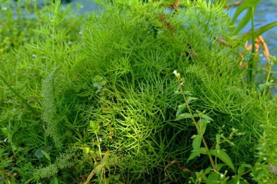 蕨类植物水蕨介绍 水蕨图片欣赏