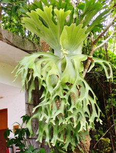 蕨类植物鹿角蕨介绍 鹿角蕨照片图
