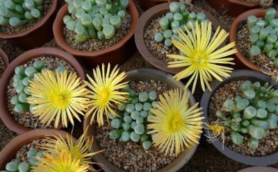 多肉橙黄棒叶花介绍 橙黄棒叶花图片