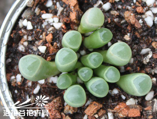 橙黄棒叶花图片三