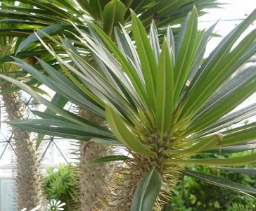 多肉植物棒棰树详解 棒棰树图片集