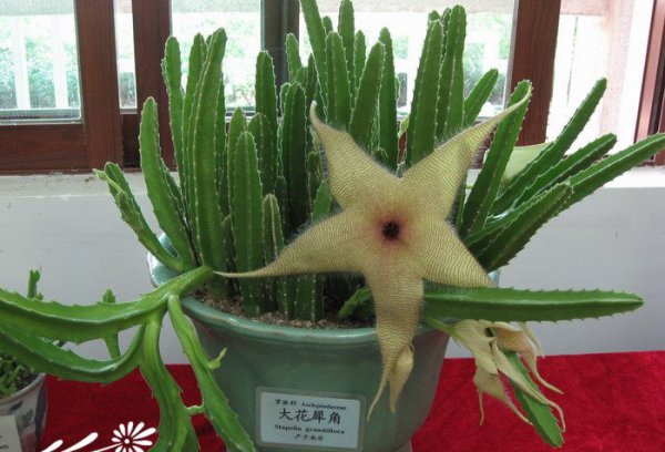 大花犀角图片八