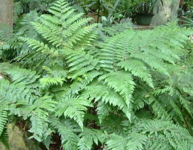 蕨类植物虹鳞肋毛蕨简介 虹鳞肋毛蕨长什么样图