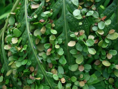 蕨类植物珠芽狗脊简介 珠芽狗脊图片大全