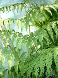 花卉骨碎补详解 骨碎补图片欣赏