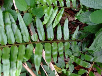 蕨类植物长叶肾蕨简介 长叶肾蕨照片图