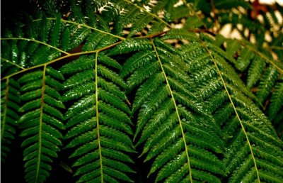 蕨类植物金毛狗介绍 金毛狗图片集