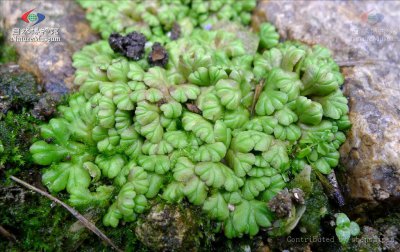 花卉浮苔介绍 浮苔图片大全
