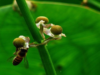 花卉慈菇详解 慈菇图片欣赏