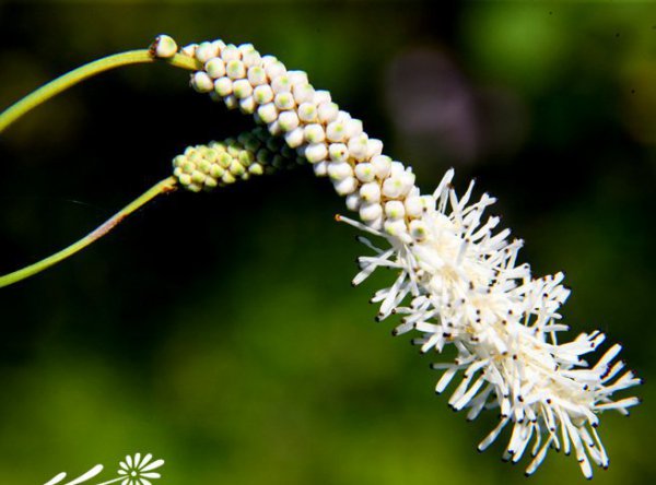 小白花地榆图片二