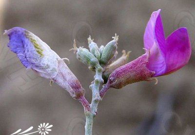 花卉细枝岩黄芪简介 细枝岩黄芪图片欣赏