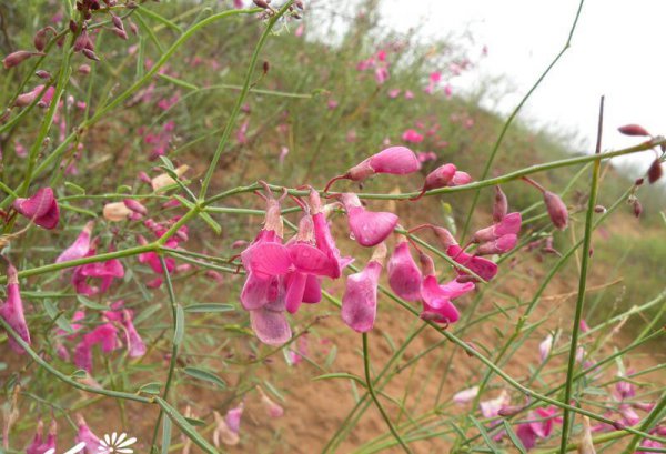 细枝岩黄芪图片二