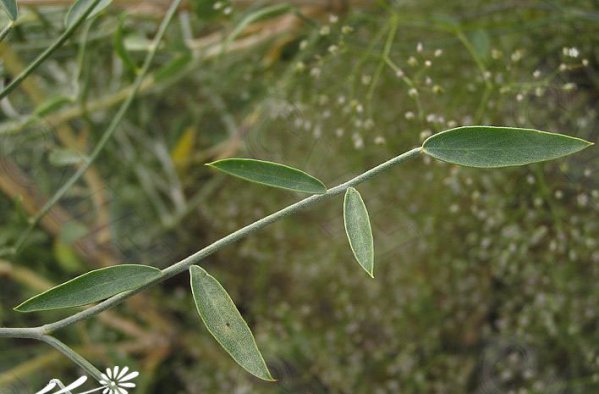 细枝岩黄芪图片四