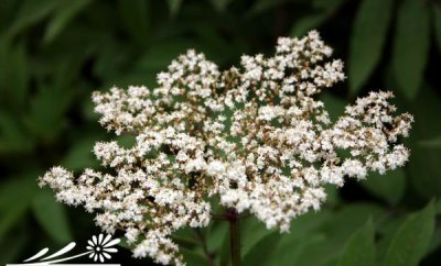 花卉蚊子草简介 蚊子草图片