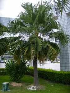 常绿花木棕榈简介 棕榈照片图