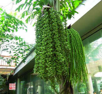 鱼尾葵详解 鱼尾葵图片集