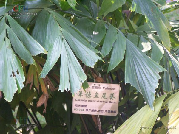 单穗鱼尾葵图片二