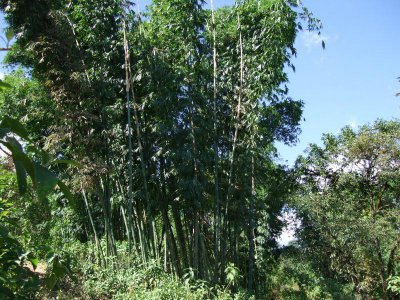 花卉油竹详解 油竹图片欣赏