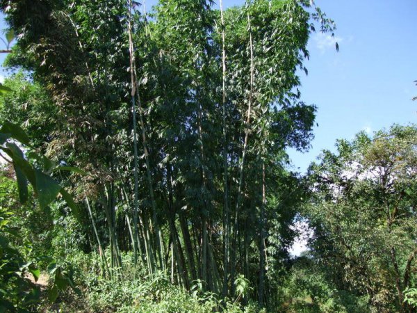 油竹图片一
