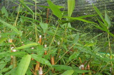 花卉野龙竹详解 野龙竹图片
