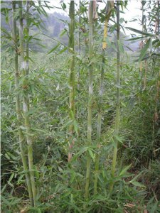 花卉小叶龙竹简介 小叶龙竹图片集