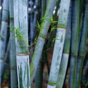 花卉青皮竹简介 青皮竹图片大全