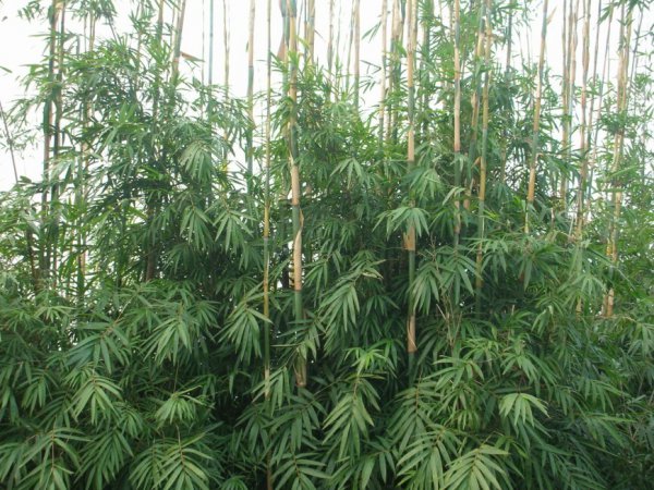 青皮竹图片三