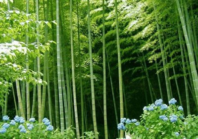 毛竹介绍 毛竹图片欣赏