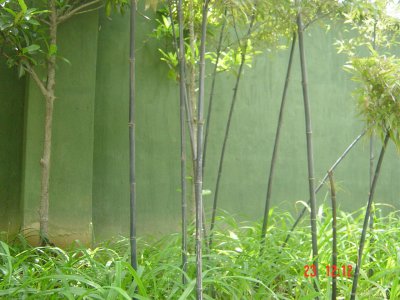 花卉紫竹介绍 紫竹图片欣赏