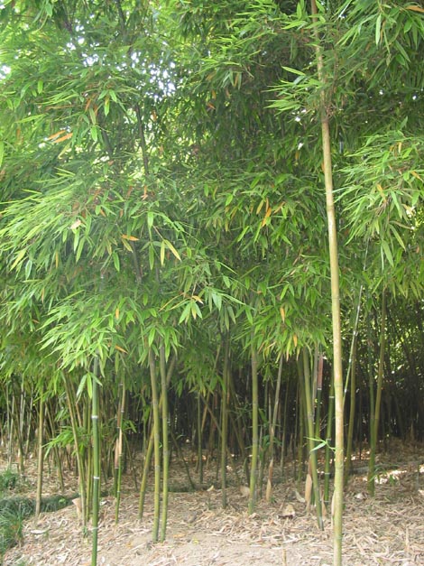 满山爆竹图片三