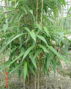 花孝顺竹简介 花孝顺竹图片大全